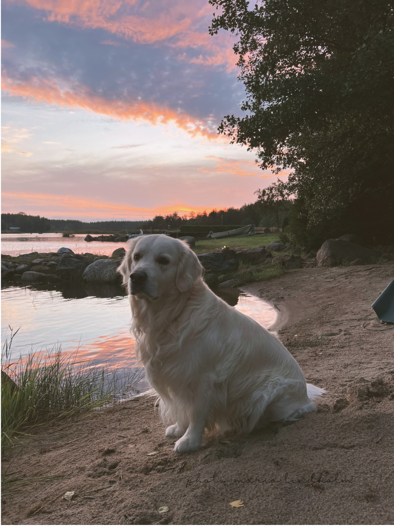 Fotografering, Österbotten, djur, natur, porträtt, företag