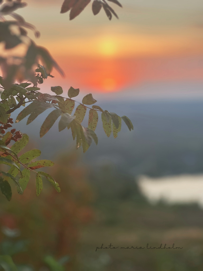Fotografering, Österbotten, djur, natur, porträtt, företag