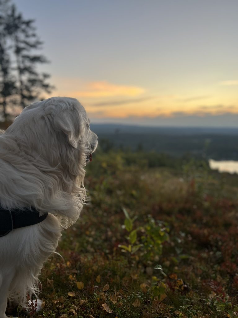 Fotografering, Österbotten, djur, natur, porträtt, företag